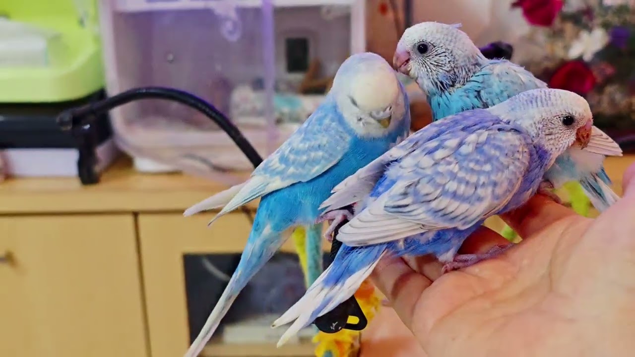 晴　空とママの皮pちゃん