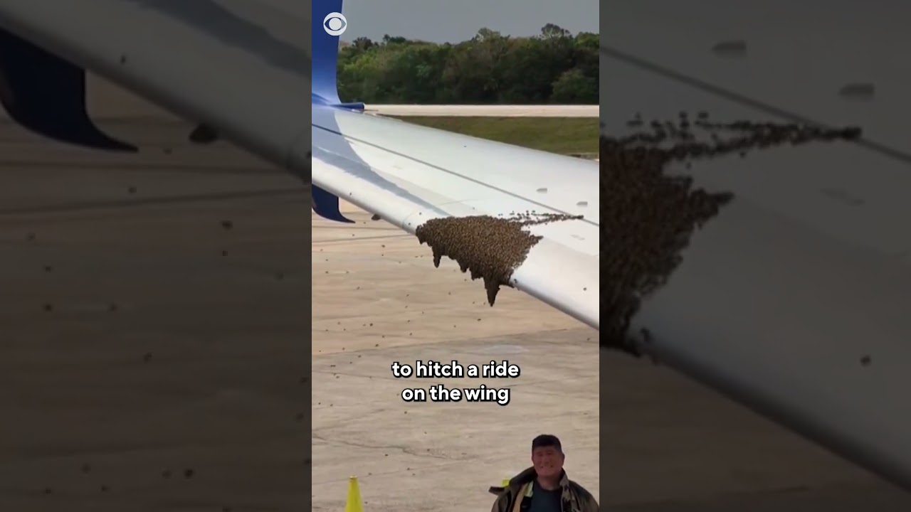 Swarm of bees tries to hitch ride on United Airlines flight from Cancun to LA #shorts