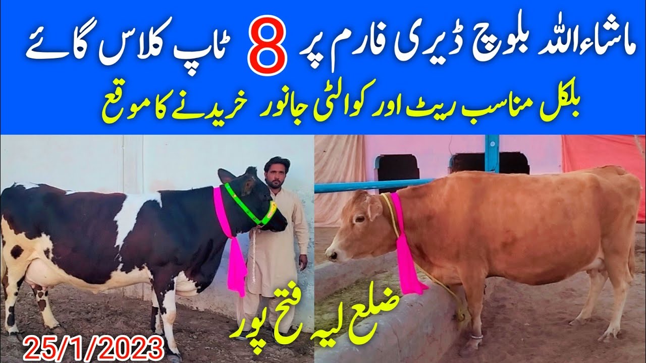 HF mashAllah Baloch Dairy form par 8 Top class Cow for sale Animal pk official 25/1/2023