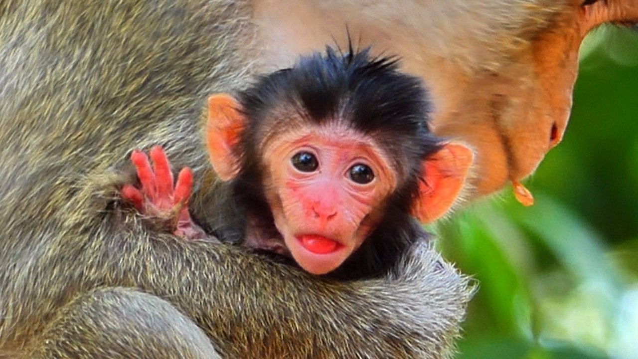 So cute newborn baby monkey with​ lively movement in mother's hand