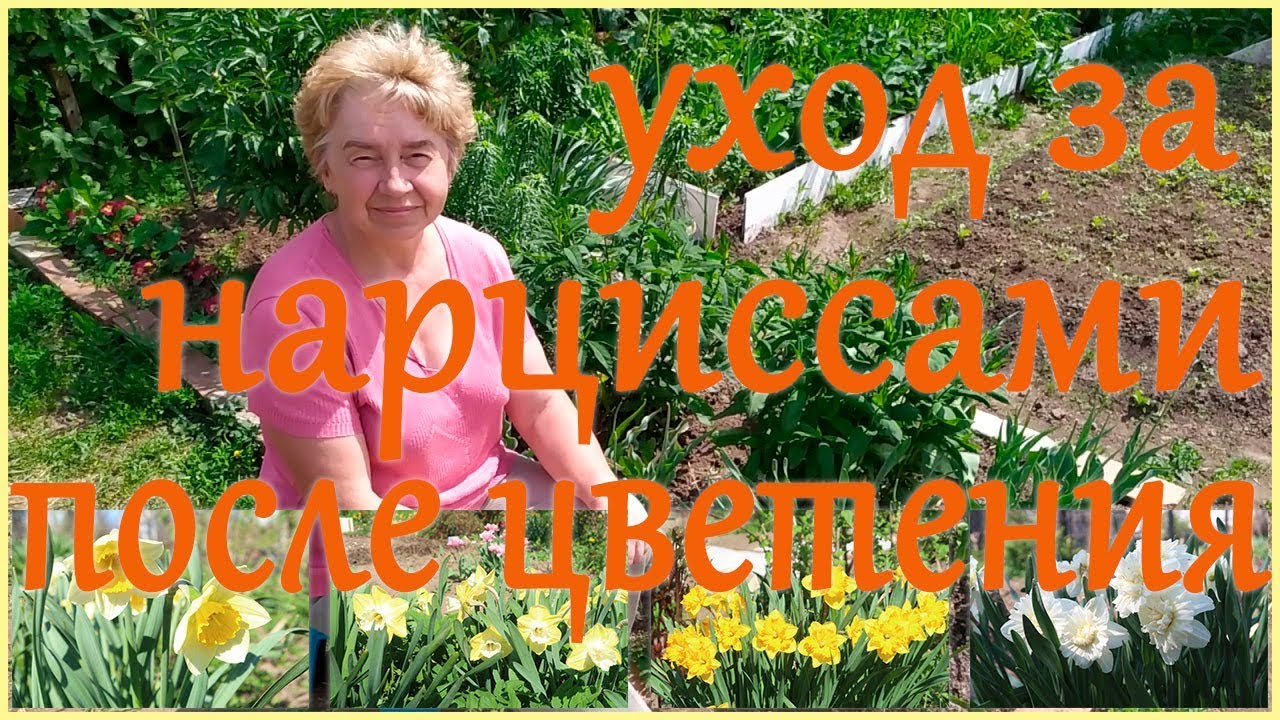 УХОД ЗА НАРЦИССАМИ ПОСЛЕ ЦВЕТЕНИЯ. ЧТО ОБЯЗАТЕЛЬНО НЕОБХОДИМО СДЕЛАТЬ.