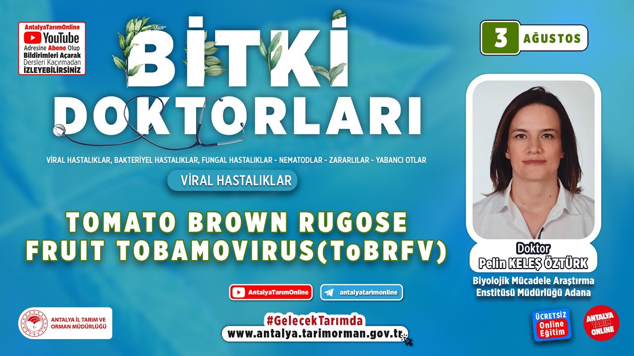 Bitki Doktorları 31 - Tomato Brown Rugose Fruit Virus Tobamovirus ( ToBRFV )