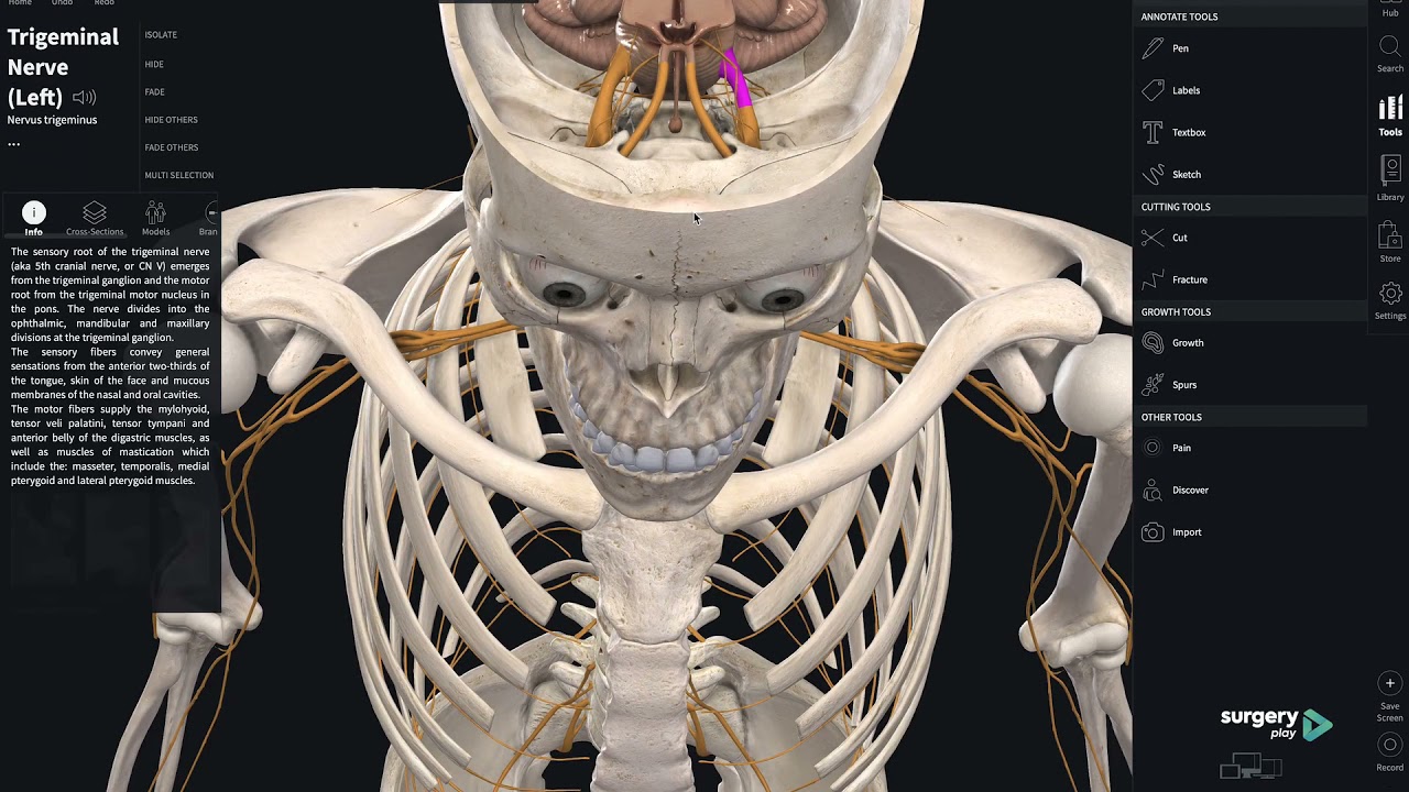 Inervação da Maxila e Mandíbula e suas correlações com cirurgia e anestesiologia