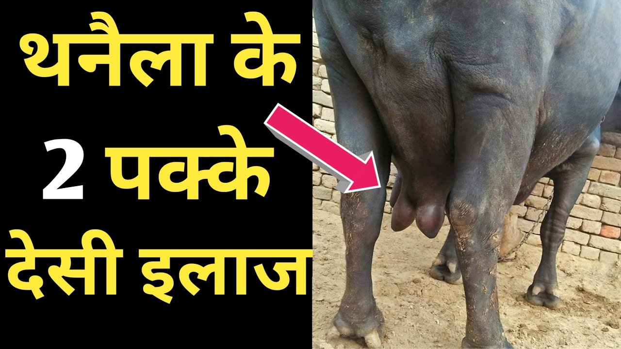 थनैला रोग का 100% घरेलू देसी उपचार|Mastitis Treatment in Cows Buffalo in Hindi