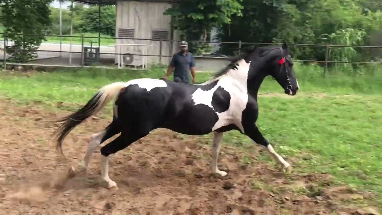 Roop - Marwari Stallion - Fateh Stud Farm, Kelwa.