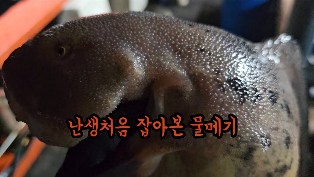 마산원전해상팬션 물메기낚시도전