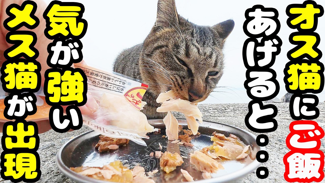 オス猫ベンツくんにご飯あげると気が強いチャトランママが出現して・・・ さくらねこたちへのエサやり【視聴だけでも猫を助けることになります】支援者様 視聴者様 猫たちに神のご加護を！野良猫の感動猫動画