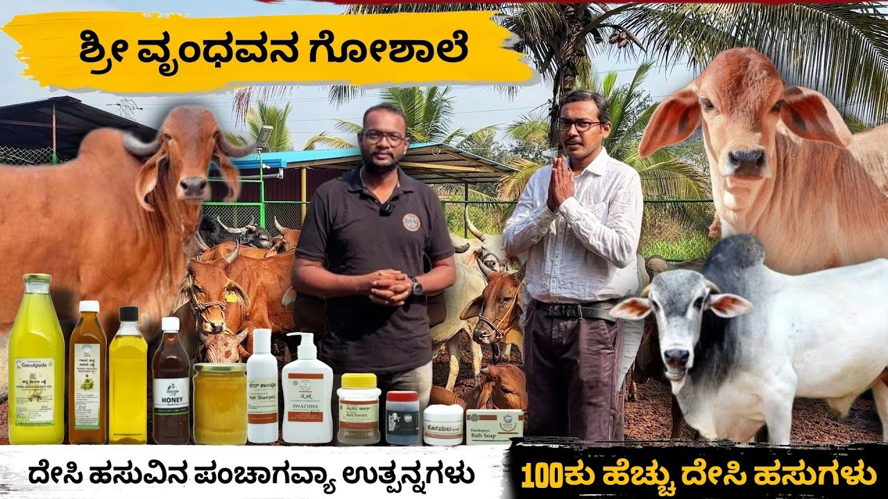 ವಿವಿಧ ದೇಸಿ ಹಸುವಿನ ತಳಿಗಳು 🥰 | Sri Vrindavana Goshala🐄 | Bengaluru | Desi Cow Products🌱 #goshala