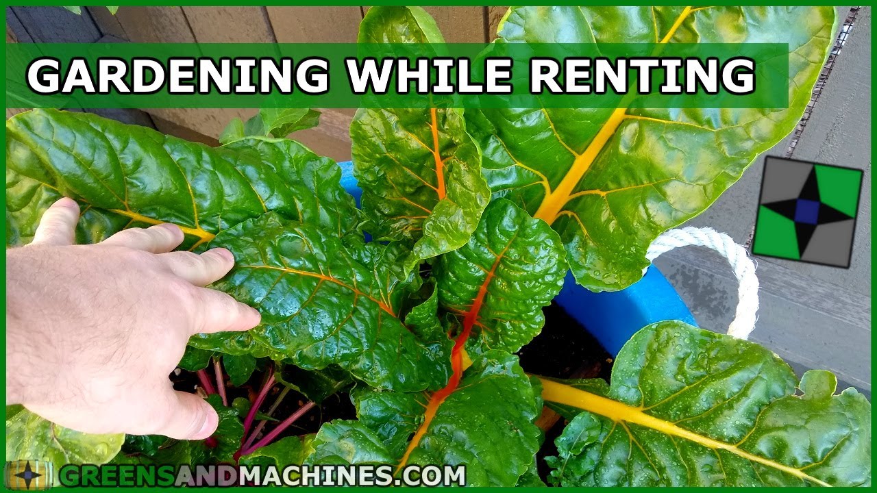 7 Gardening Tips for Renters
