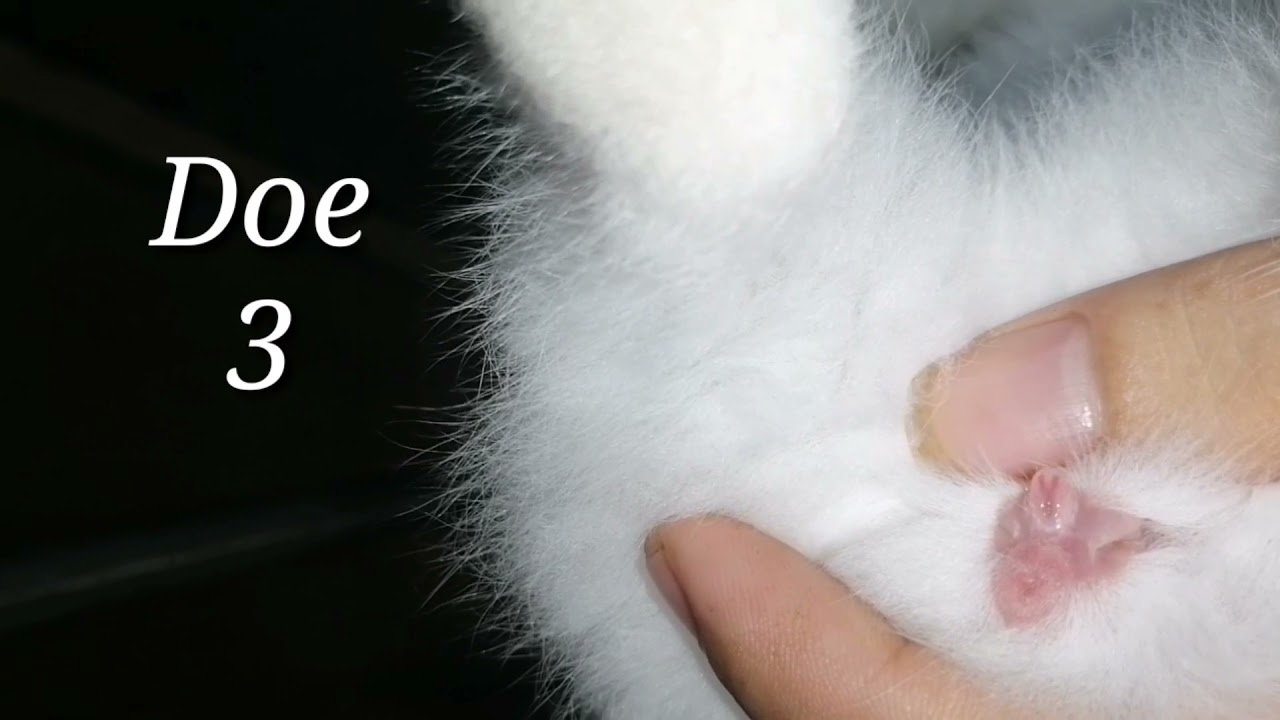 Paano Mag Gender ng 1month Rabbit Baby Kits