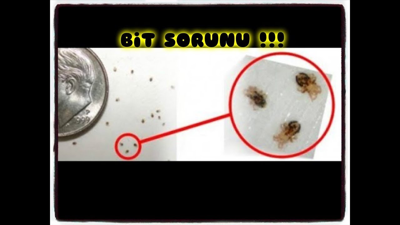 BİT SORUNU VE ÇÖZÜMÜ (KUŞ-YUVALIK ve KAFES)