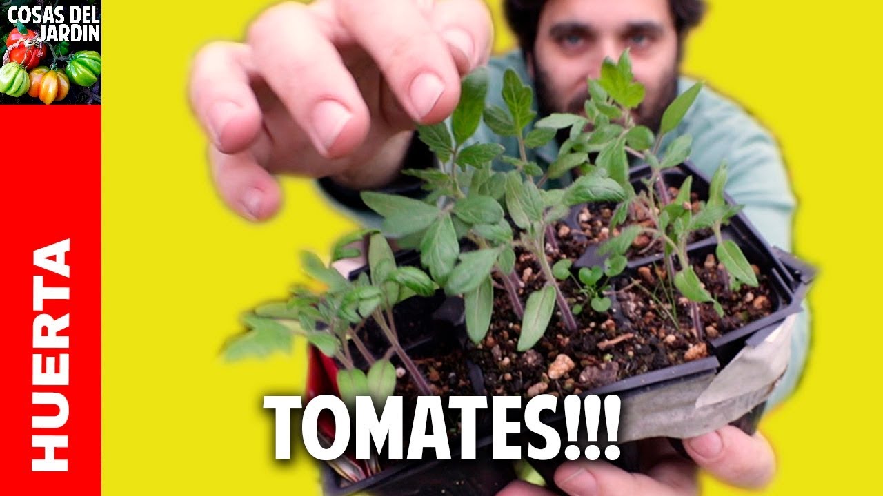 Cuando transplantar tomates 🍅🍅para que alcancen su máximo potencial. Plantas más sanas y fuertes