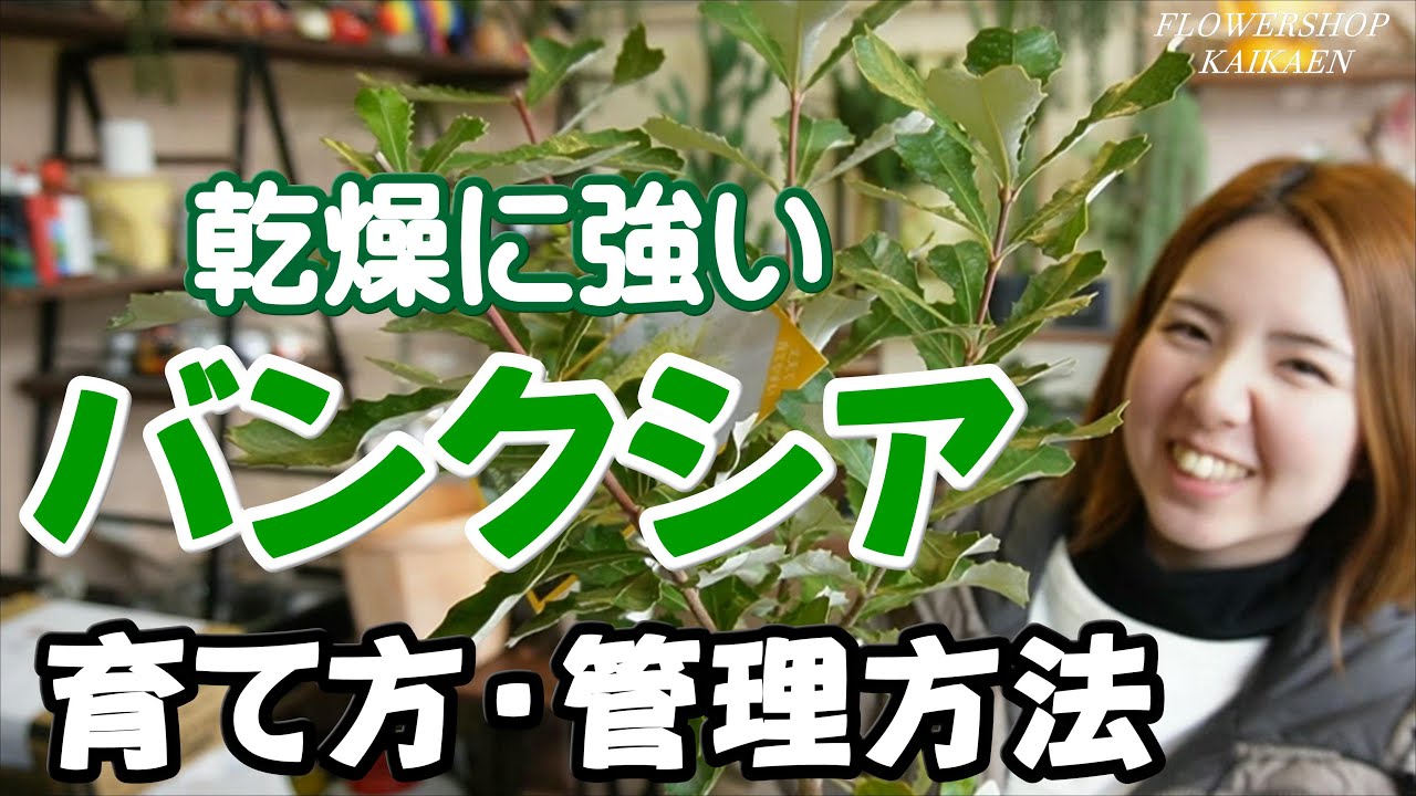 バンクシア　福井でも育つ　乾燥に強い　育て方・管理方法　土　肥料　水やり　バンクシアオススメです　是非育ててみて下さい【おうちでガーデニング】開花園チャンネル