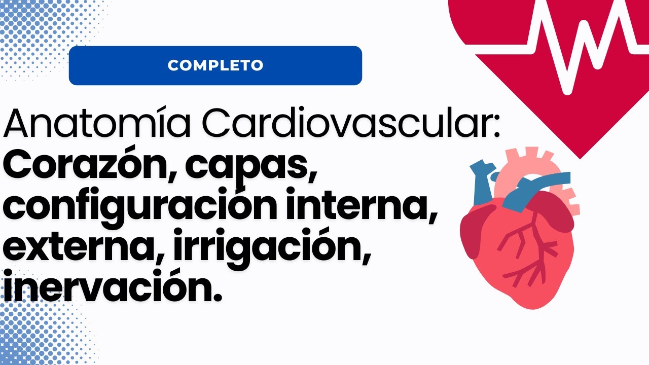 Anatomía del Corazón : TODO lo que debes saber FACIL y SENCILLO