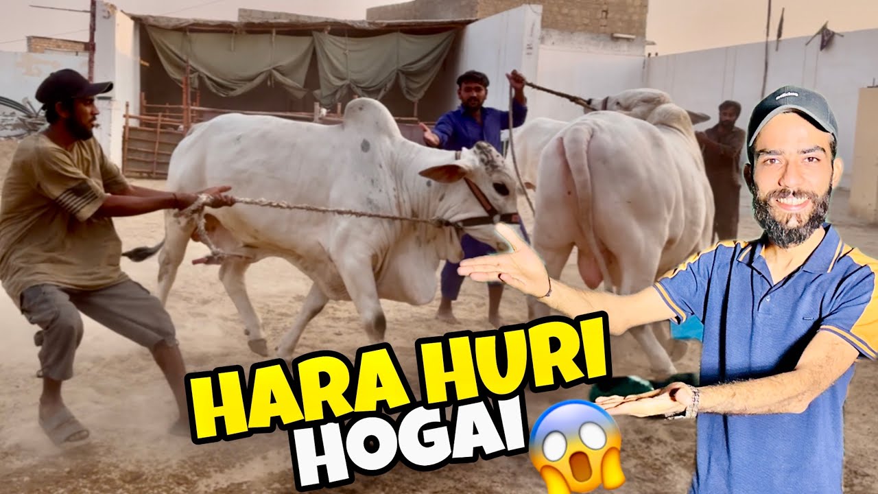 White Beauties For Qurbani 2026♥️ | Mafia aur Don Out of Control😱 