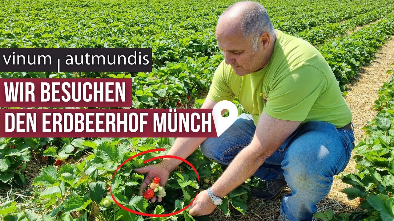 Erdbeerhof Münch in Groß-Umstadt | #regionaleinkaufen | vinum autmundis