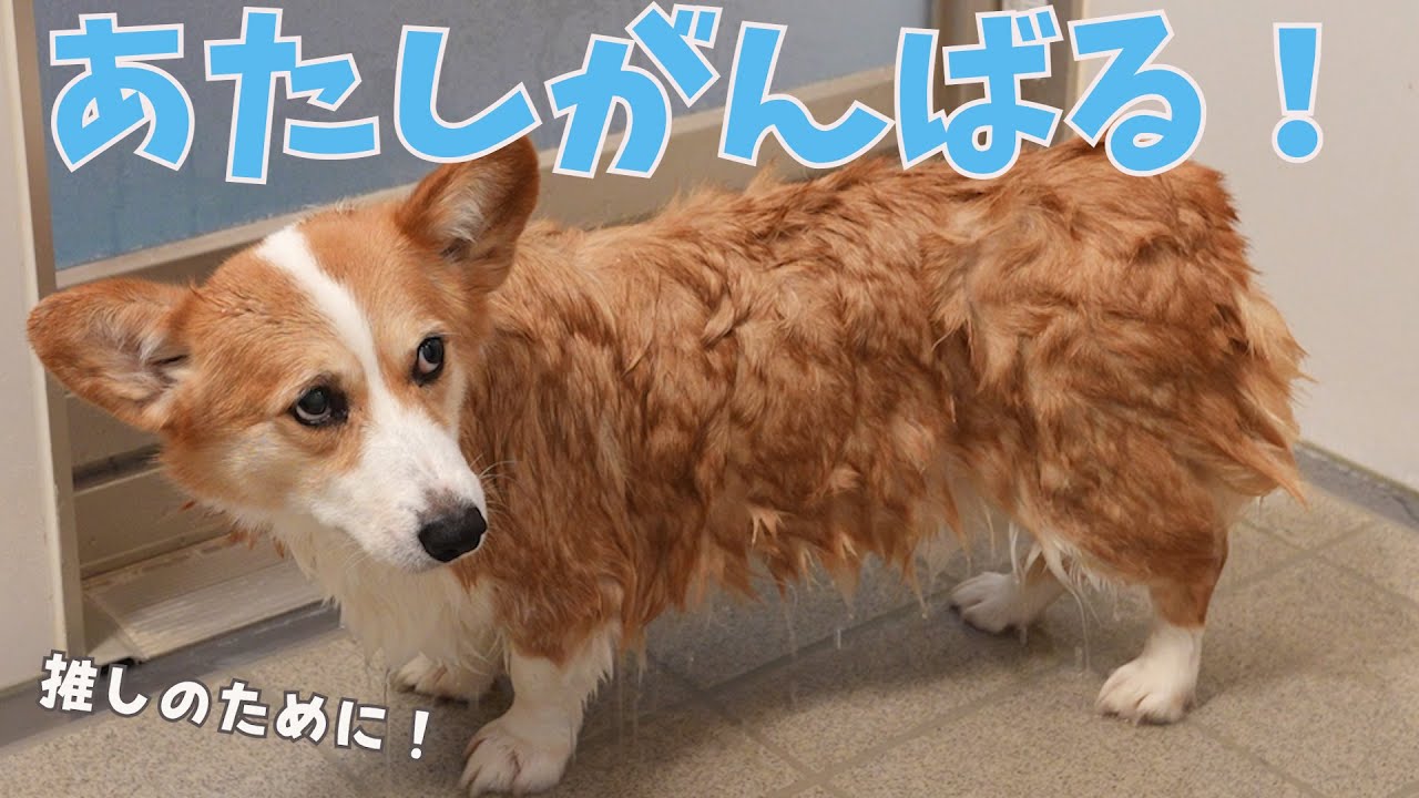 大好きな長男が帰省するので苦手なシャンプーをがんばるコーギー犬