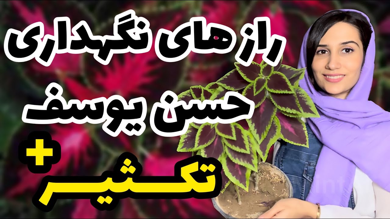 نکات طلایی نگهداری حسن یوسف | بررسی مشکلات اصلی این گیاه | صفر تا صد تکثیر حسن یوسف هم توضیح دادم😍