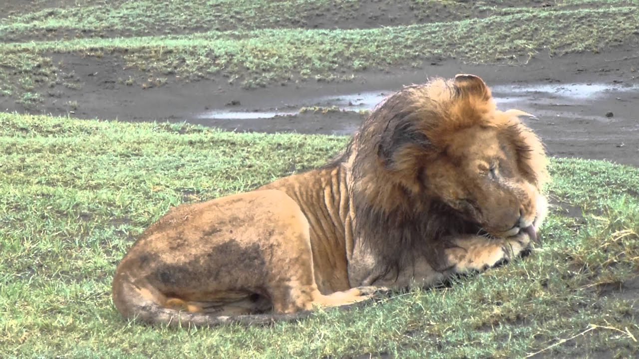 Lion in the rain