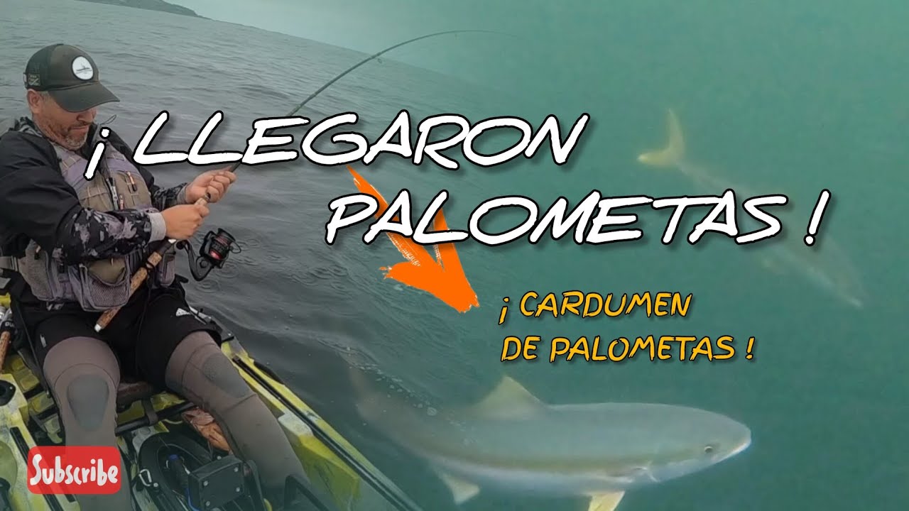 Palometas! 😱 LLEGARON LAS PALOMETAS ! ( pesca en kayak)