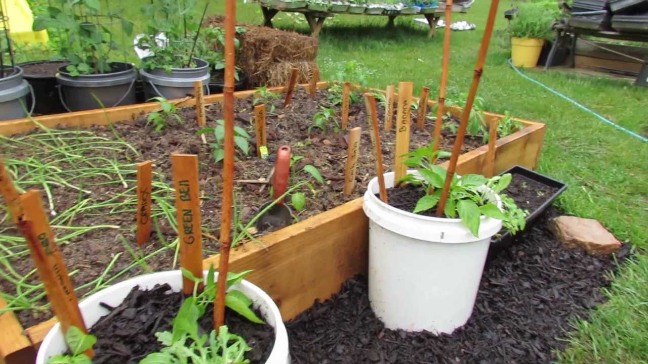 Growing Two Peppers in a Single 5 Gallon Containers - The Rusted Garden 2013