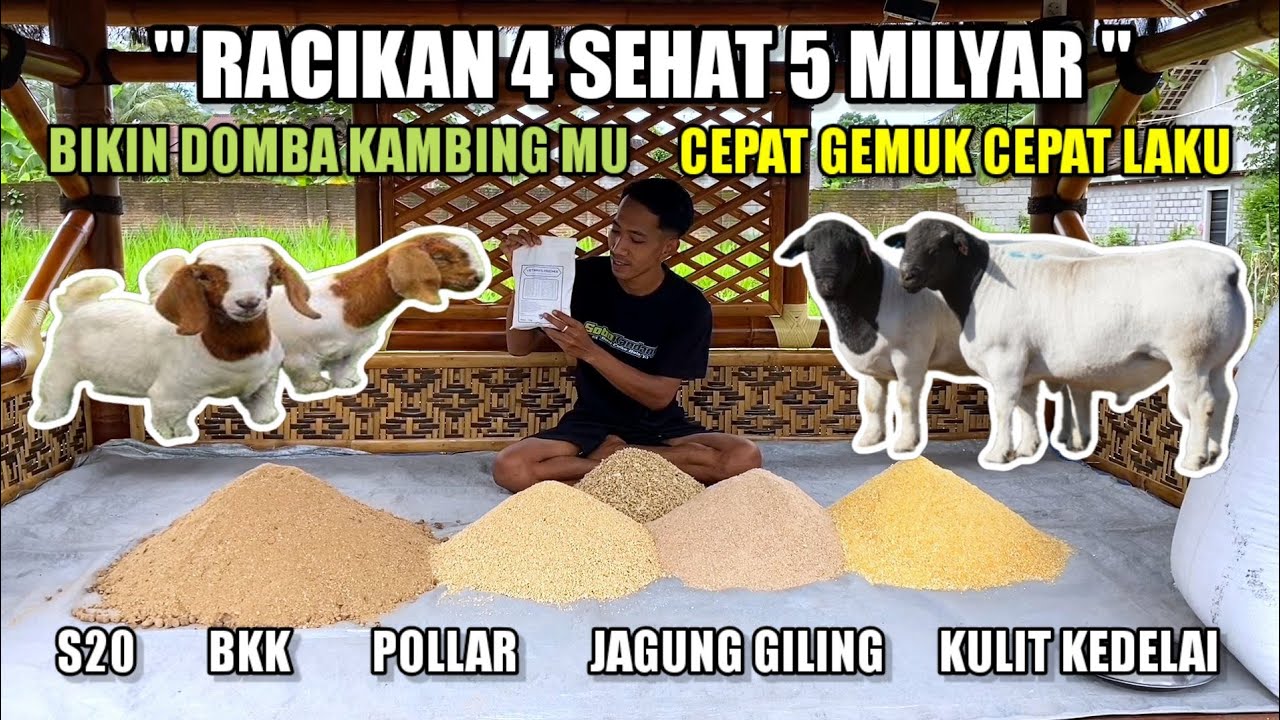 BONGKAR RAHASIA CARA MEMBUAT PAKAN TERNAK DOMBA KAMBING AGAR CEPAT GEMUK BESAR