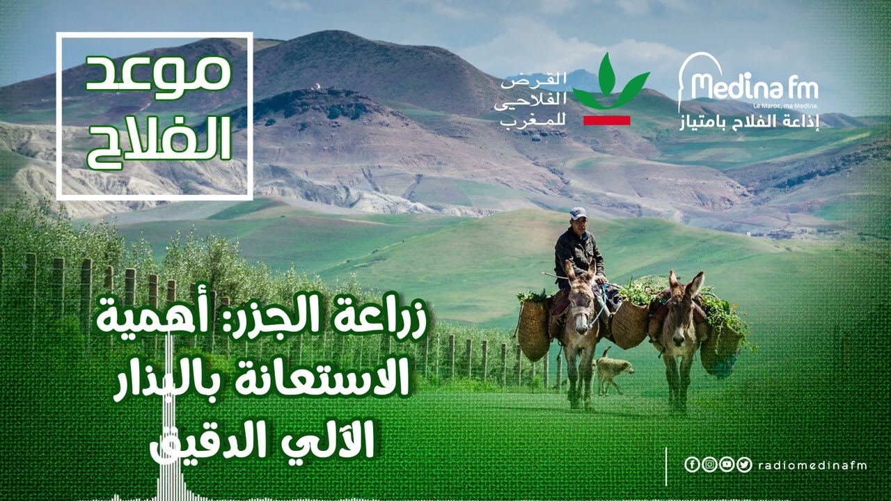 زراعة الجزر: أهمية الاستعانة بالبذار الآلي الدقيق