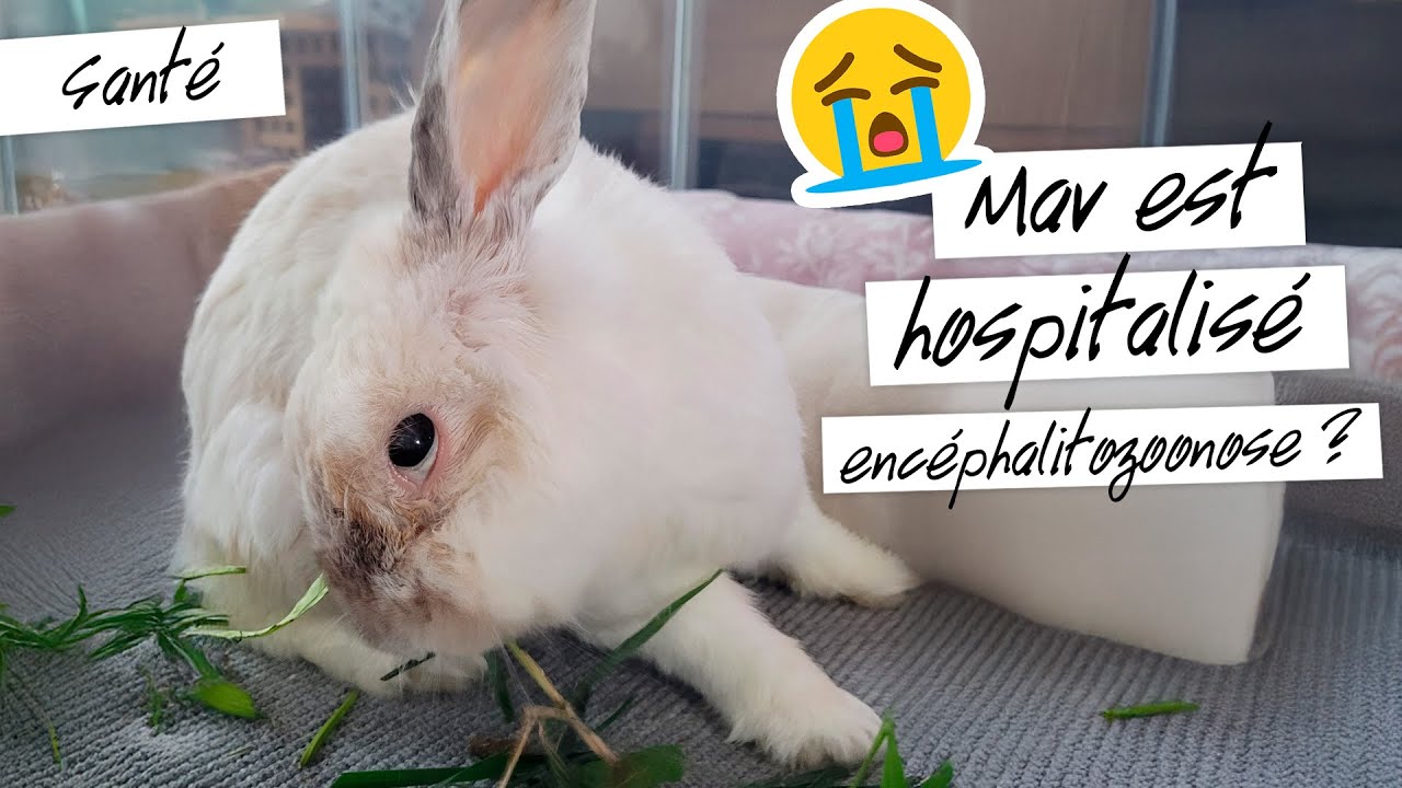 Mon lapin a l'encéphalitozoonose ? Mav de nouveau hospitalisé