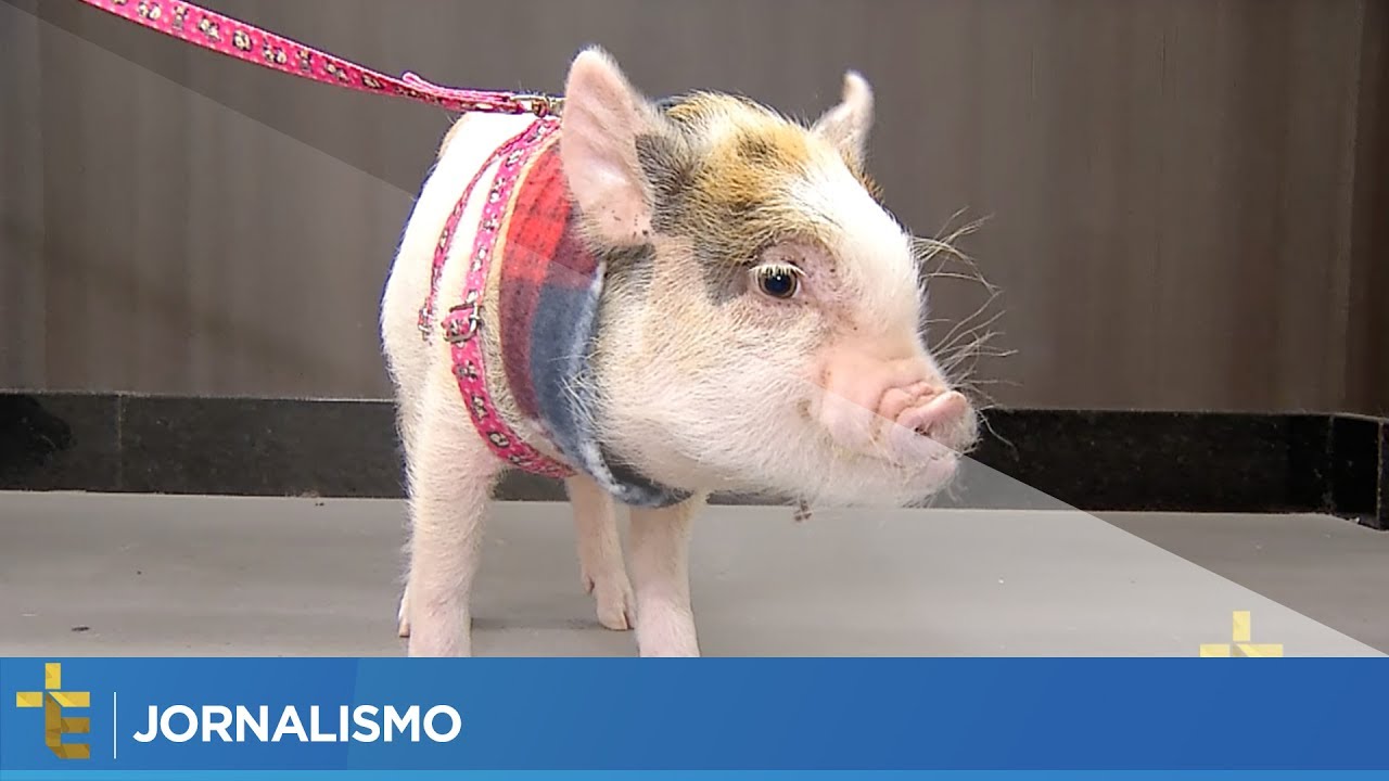 JORNALISMO | MINI PIGS COMO ANIMAIS DE ESTIMA&Ccedil;&Atilde;O [CC]