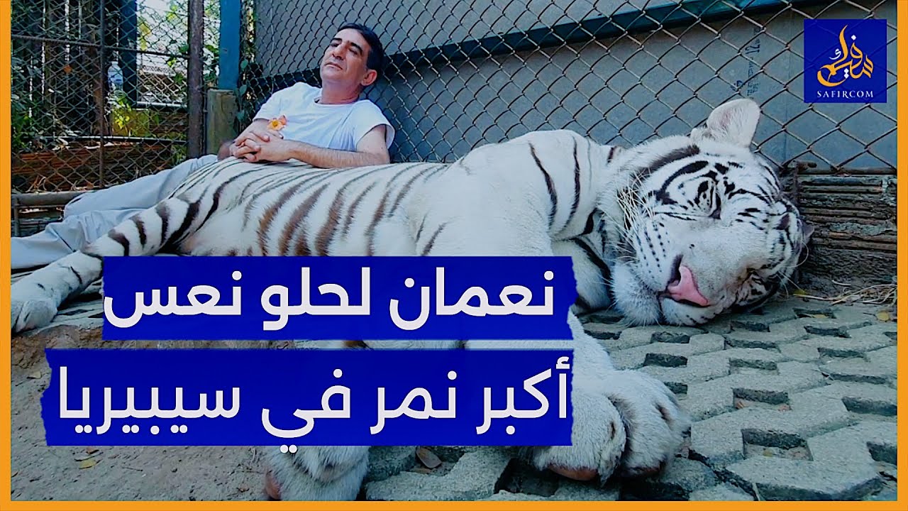 حصريا.. بعد ضجة تصريحه فيديو نعمان لحلو وهو يغني لأكبر نمر في سيبيريا إلى أن نام