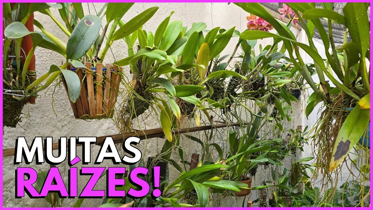 COMO TER MUITO ENRAIZAMENTO NAS ORQUÍDEAS ☝️🌸