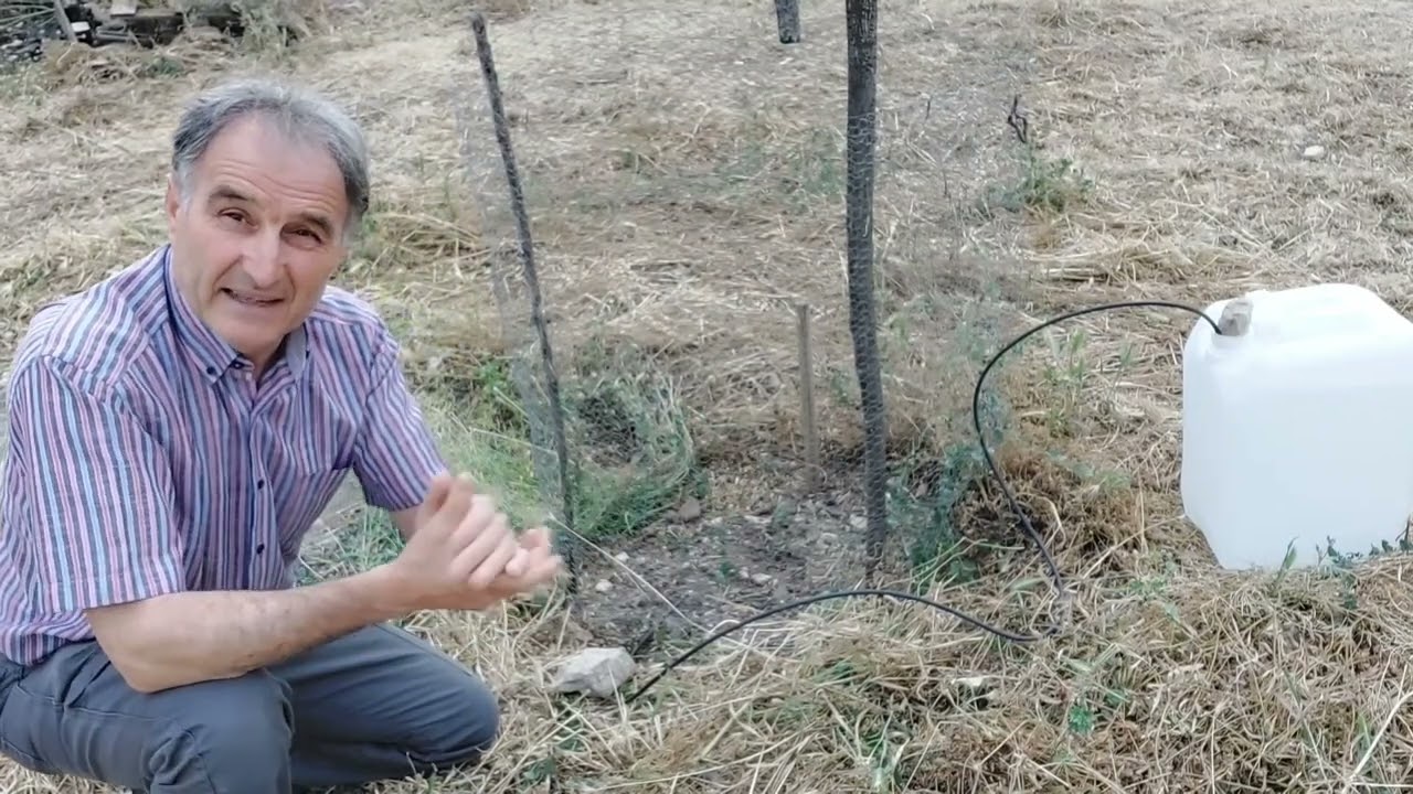 Ya ha brotado el barbón de olivo