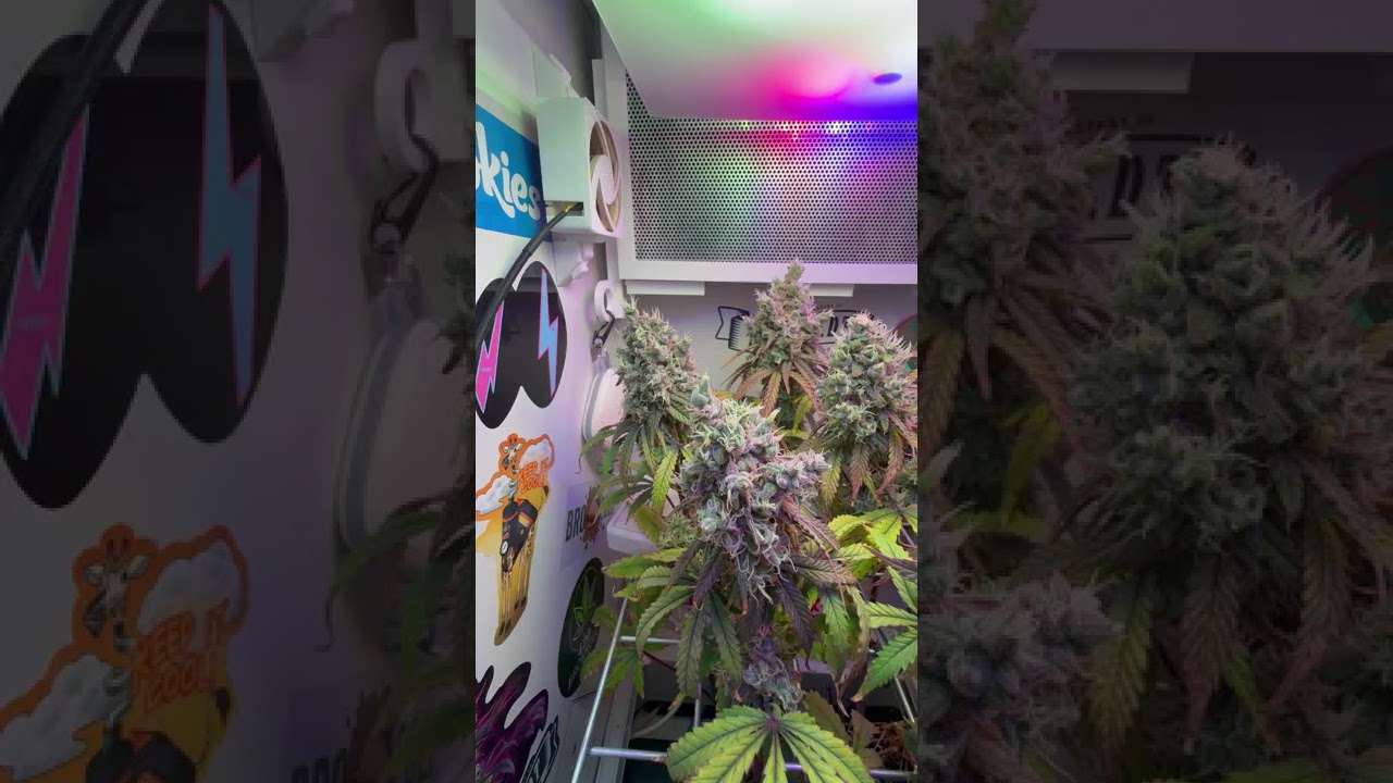 🫐 Blueberry Muffin by Humboldt Seed Company  #cannabiscontent #cannabisdaily #growerscommunity