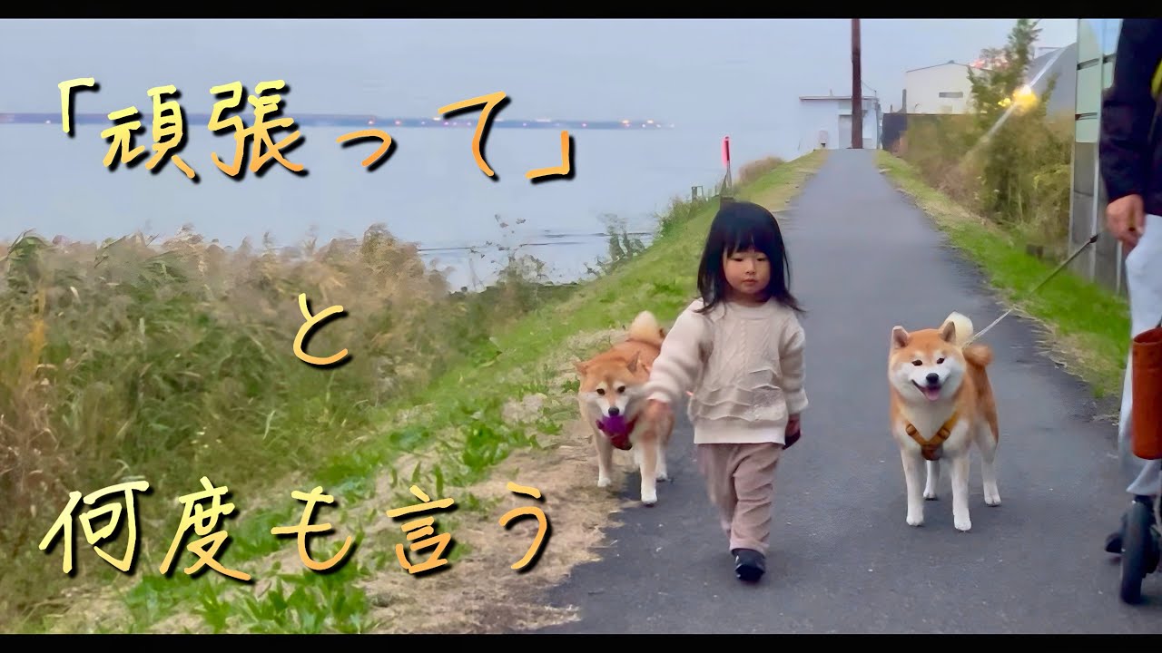 柴犬を散歩しているつもりだった子供が、今では励ましながら歩く