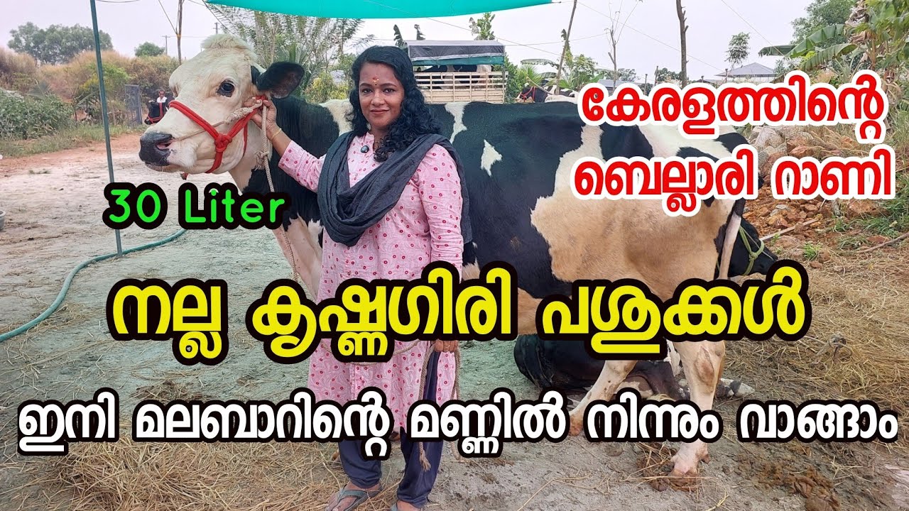 നല്ല കൃഷ്ണഗിരി പശുക്കൾ ന്യായമായ വിലയ്ക്ക് മലബാറിൽ നിന്നും വാങ്ങാം .Dairy farming malayalam#dairy