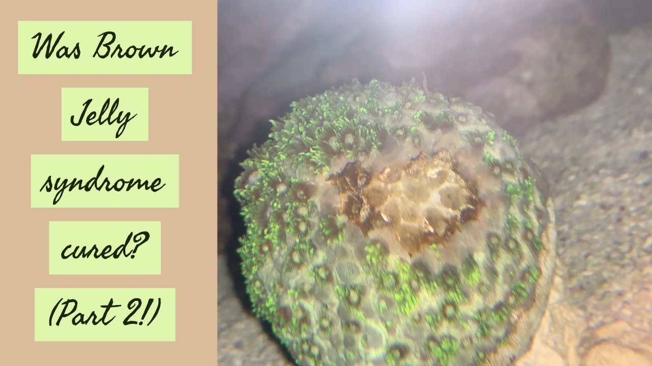 Brown jelly disease cured? (Part 2) | Coral diseases