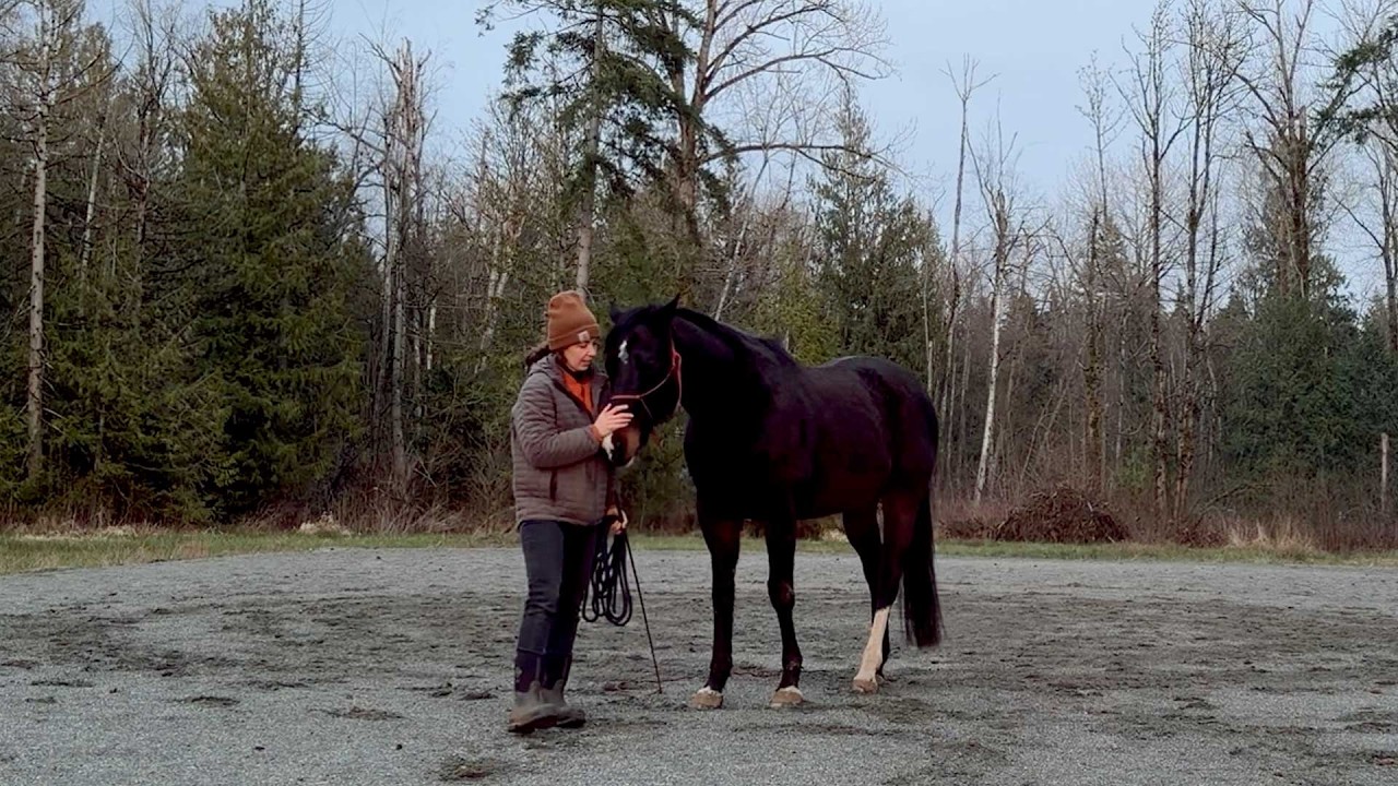Spring Seeds & Horses 🧅 Life at Gathering Lands