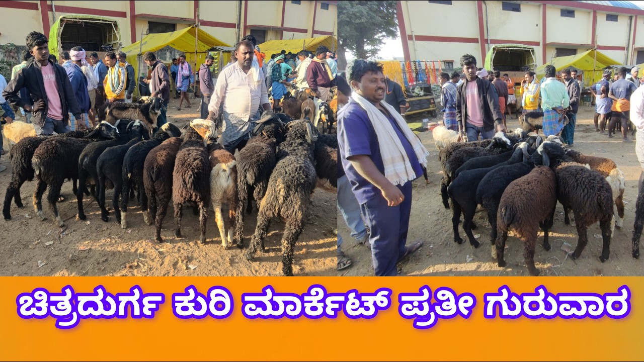 ಚಿತ್ರದುರ್ಗ ಕುರಿ ಮಾರ್ಕೆಟ್ ಪ್ರತೀ ಗುರುವಾರ 5/2/2026 Chitradurga Sheep Market Every Thursday