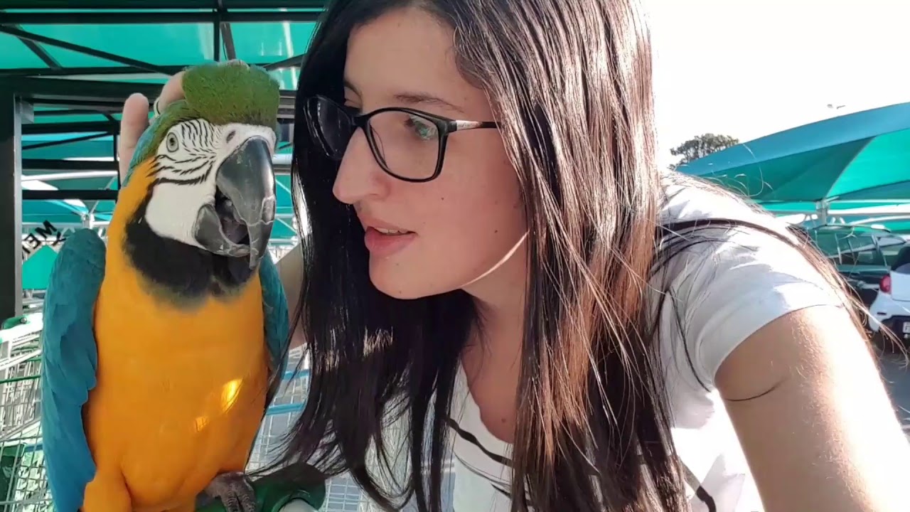 Passeando com Andr&eacute; - Arara Canind&eacute;