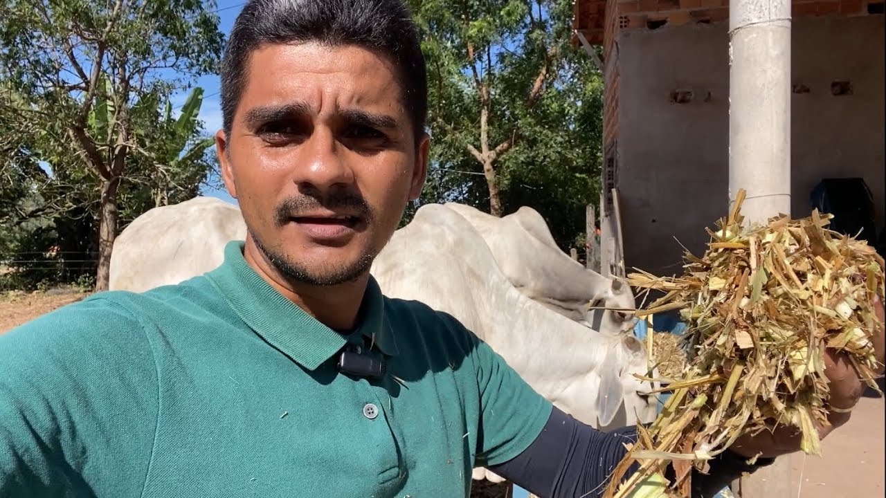 Capiaçu 15 dias de cortado: virou feno. Veja a aceitação pelos bovinos do Confinamento.
