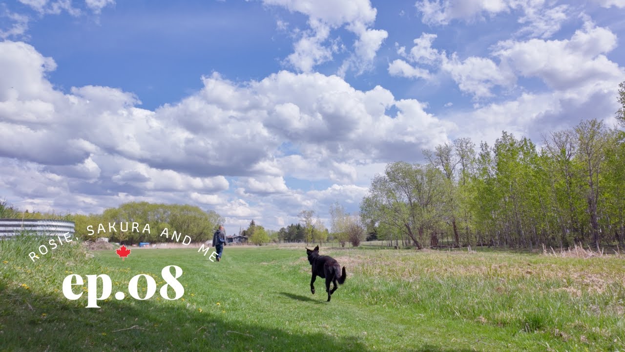 Healing Together | A Private Dog Park & Simple Home Cooking | Life in Edmonton, Canada