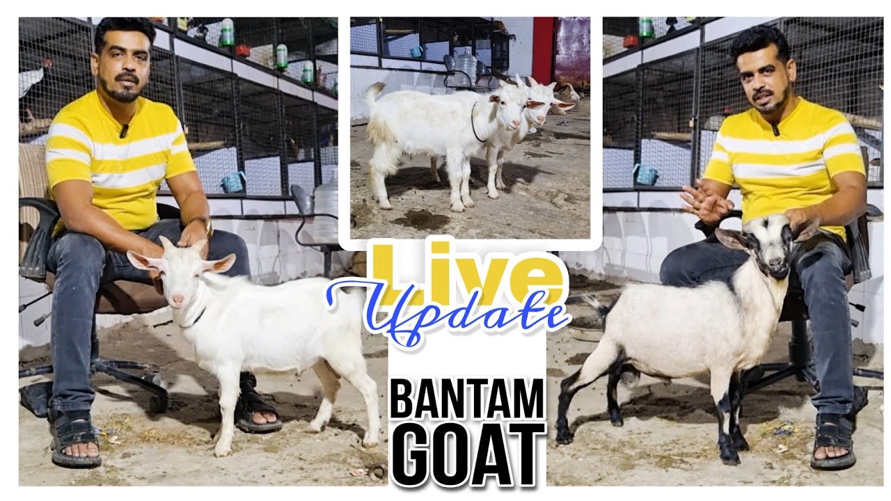 Live Update Bantam Goat short Height Goat at STAR GOATS FARM Asif STD 88798 09944