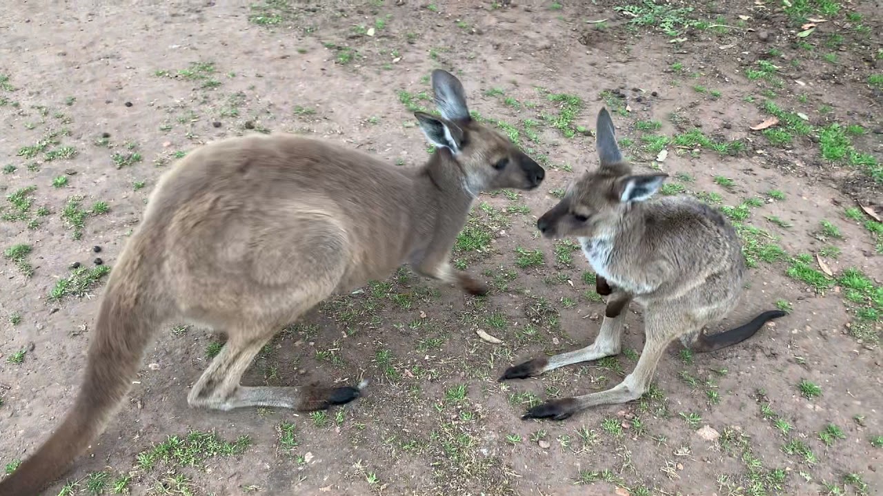 Hanging with the Mob.                  Kangaroos Rock @rufusthecouchkangaroo5999