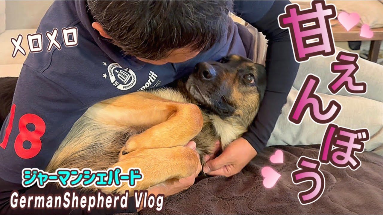 大型犬が飼い主だけに見せる姿が可愛すぎる😍【ジャーマンシェパード】