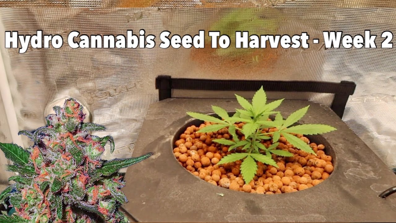 RDWC Hydroponic Cannabis Grow - Week 2 (How I Feed In Veg)