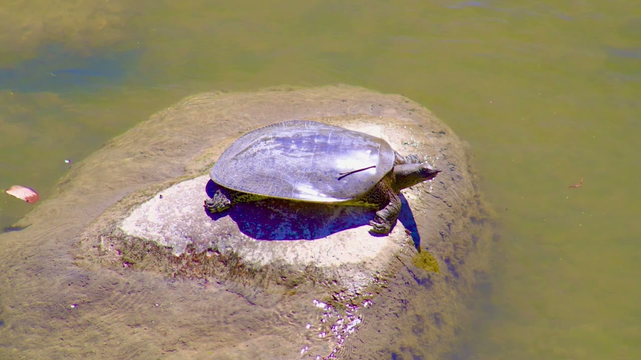 Even More Turtle Tours, 2026 (4) by Gord Harrison from London, Ontario, Canada