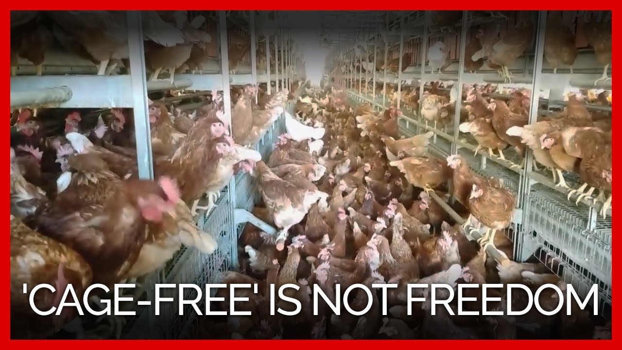 'Cage-Free' Egg Factory Is No Fun for Birds