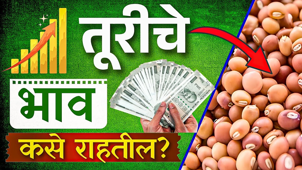 Tur Bajarbhav Update: तुरीचे भाव वाढणार की पडणार? आयात वाढल्यामुळे काय होणार? | Tuar Market Report