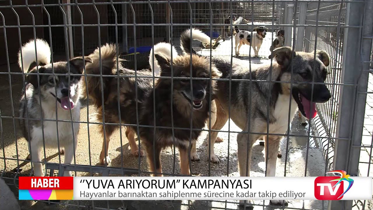 Beylikdüzü Belediyesi Hayvanları Yuvalandırıyor