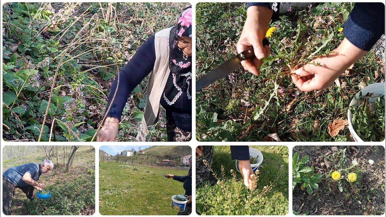 🌱 Yabani Ot Avı! Kaldırık, Isırgan ve Acı Marul Topluyoruz | Karadeniz
